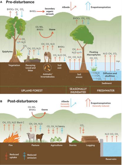 The Amazon Puts Earth in Danger: New Research Reveals Shocking Details ...