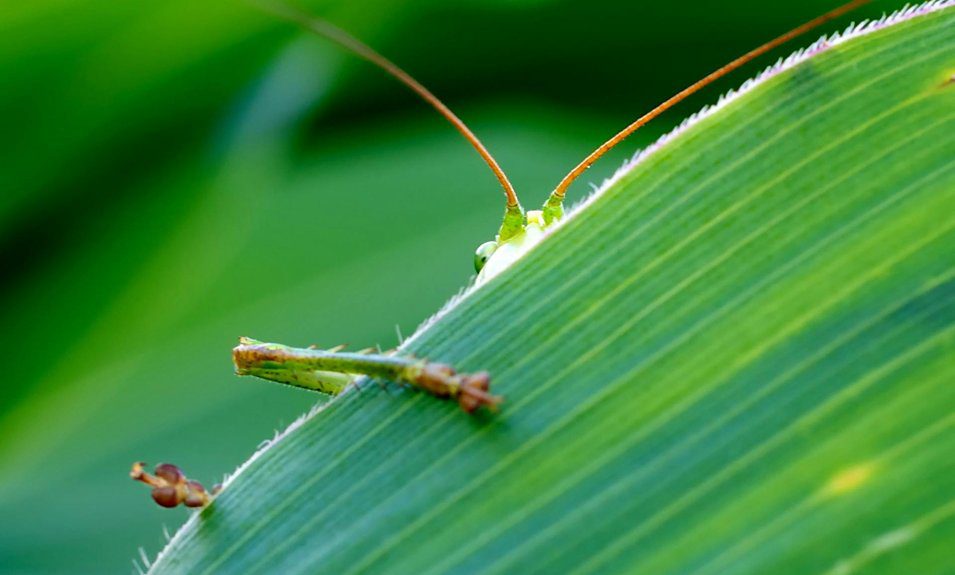grasshoppers pose unexpected threats