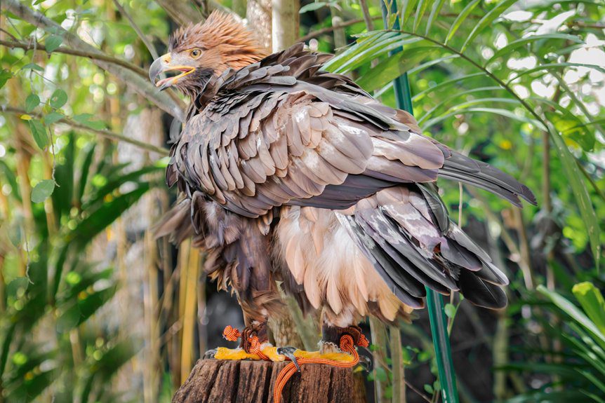 powerful eagle hunts monkeys