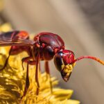 red wasps defend territory