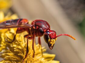red wasps defend territory